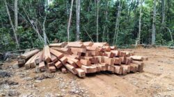 Warga Desak Penangkapan Pak Bilin, Bos Kayu Ilegal Ketapang